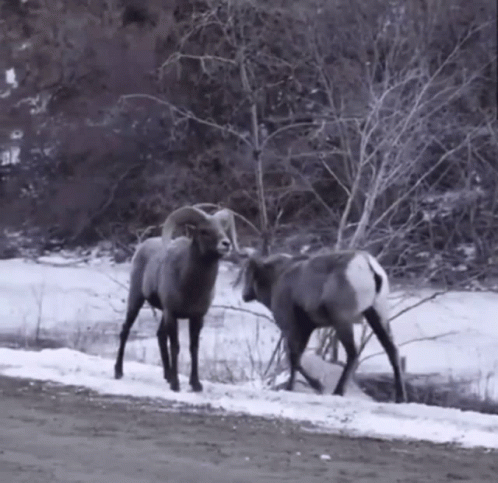 two ram walk on the snow - covered ground in front of trees