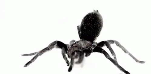 a very big pretty looking spider with huge legs