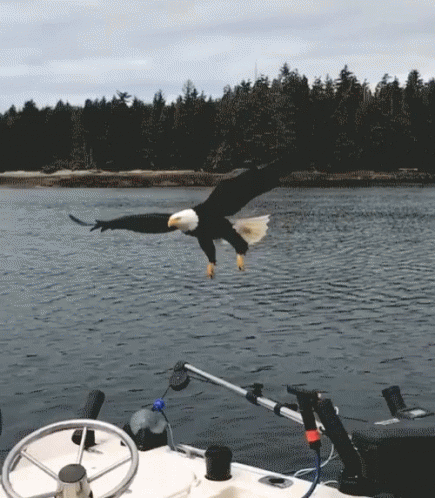 a bald eagle landing on a boat near the water