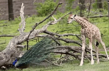 a giraffe and a bird on grass by a log
