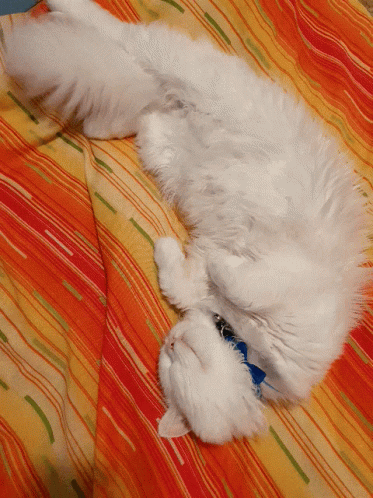 a fluffy white cat is laying down on the bed