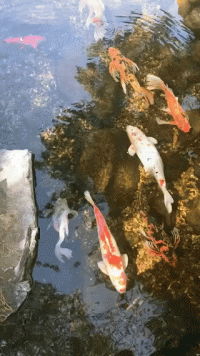 a number of fish in water near one another