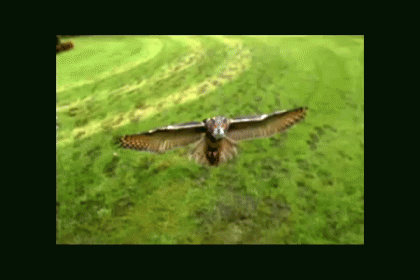 an owl flying over a lush green field
