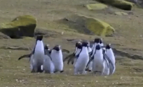 a group of penguins are swimming together in the water