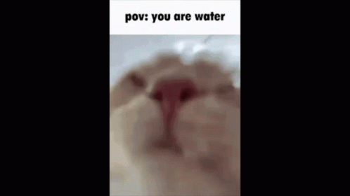 a polar bear with the caption'pov you are water '