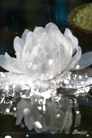 white flower floating on the surface of a pond