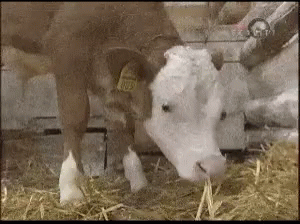 a baby cow is drinking milk out of a water trough