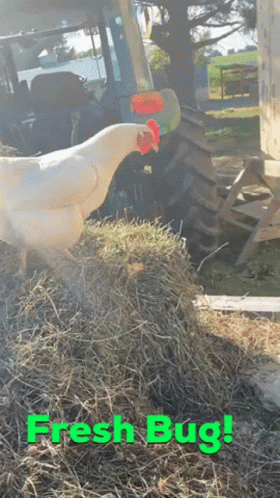 a chicken standing in hay with a tractor nearby