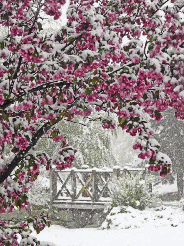snow falls on a garden bench in the snow