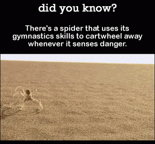 a poem on how to deal with spider like things