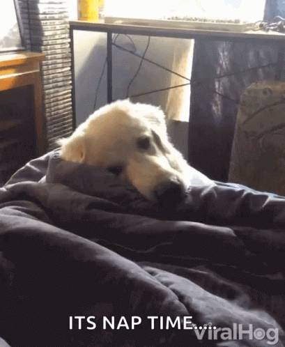 a large white dog laying in bed next to a window