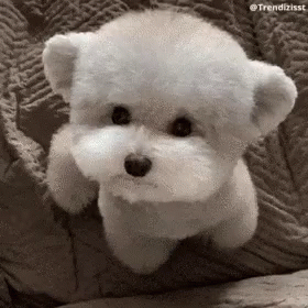 a white teddy bear lying on a gray and black blanket