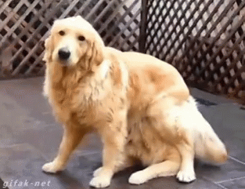 a big dog with long hair is sitting