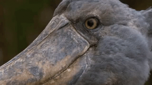a bird looking at the camera with a very large beak