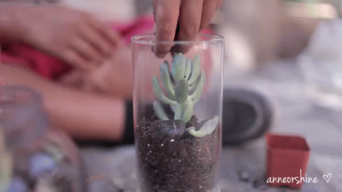 small succulents in dirt sitting in a tall glass cup