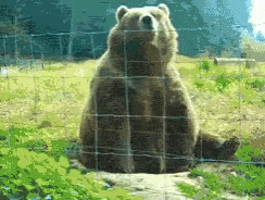 the bear is looking up while sitting down