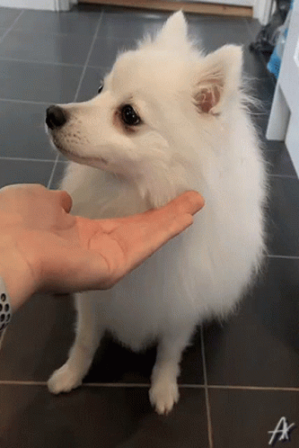a white dog is holding an object with one paw