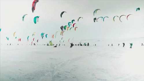 a bunch of people walking and flying a group of kites