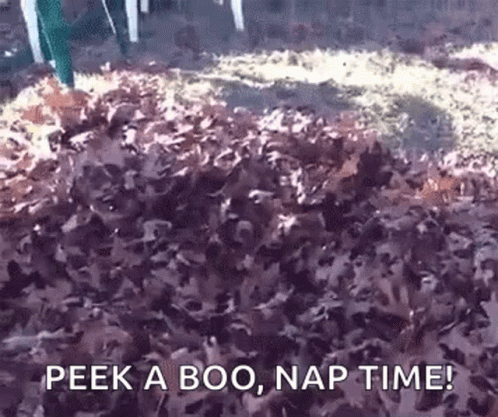 a bunch of leaves on the ground with the caption peek a boo, nap time