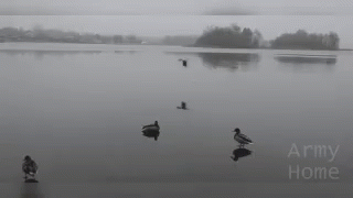 birds floating in water on a foggy day
