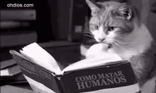an image of a cat that is reading a book