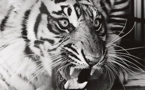a tiger with its mouth open next to a window
