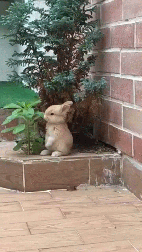 a concrete rabbit statue near an outdoor plant