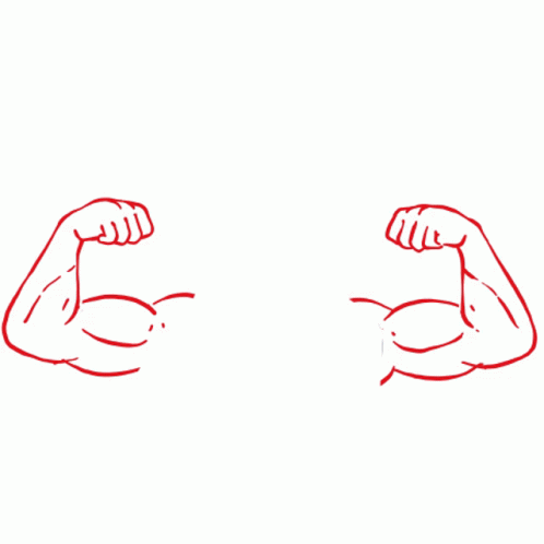 the two arm muscles have one muscular and one large