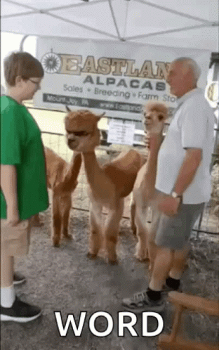 two men and a child in costumes standing near a group of llamas