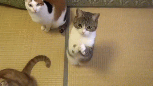 cats look up at the camera on a mat