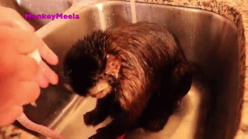 an otter getting its head washed in a sink