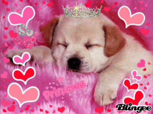 a puppy with a crown sleeping on his back