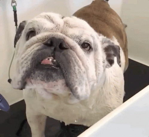 an adorable small pug is sitting in a bathtub