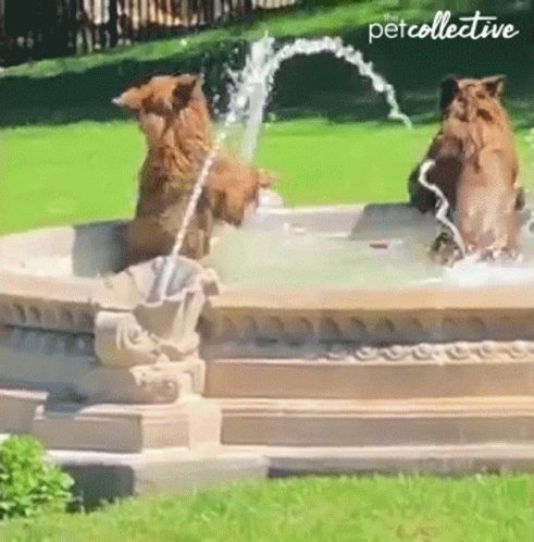 two animals sitting in a water fountain