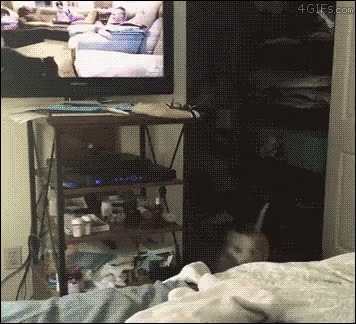 a dog sitting on the bed in front of a tv