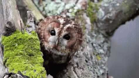 an owl with it's head peeking out from the bark of a tree