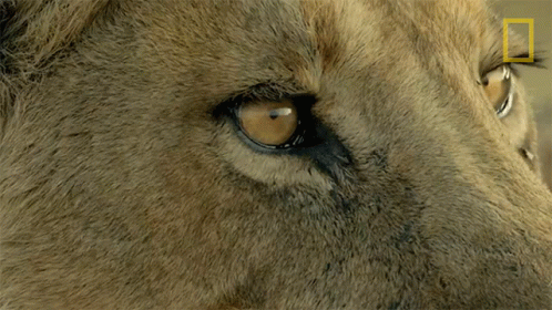 the face of a blue wolf is shown from behind