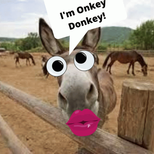 a donkey looking at an inquisitive message while talking