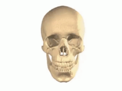 a skeleton is in profile with only one jaw visible