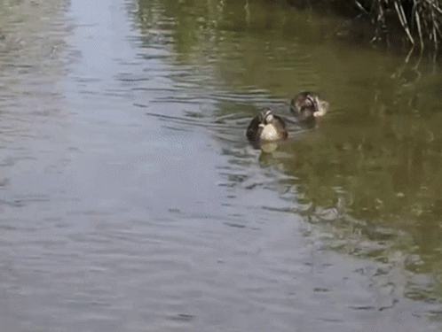 two ducks that are swimming in the water
