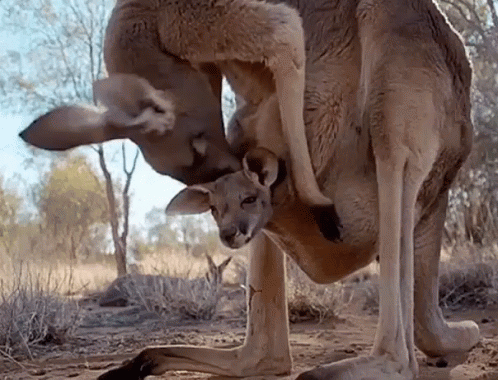 a kangaroo standing on its hind legs next to another kangaroo