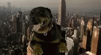 a gorilla in a city with a huge amount of skyscrs