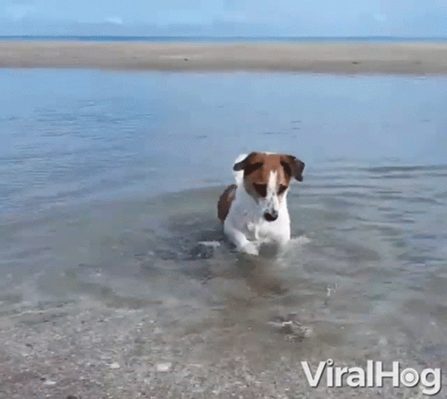 a dog walking in shallow water in a pool