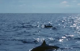 a large whale is out in the ocean