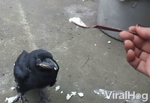 bird being feed from blue gloved hand
