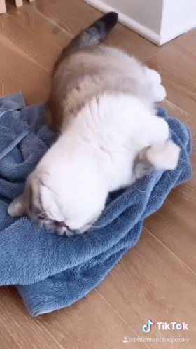 a white cat lying on top of a brown towel