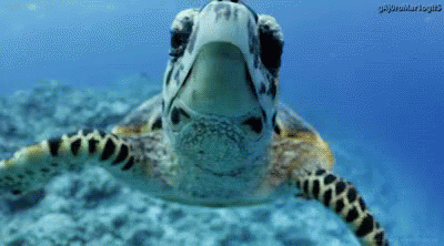 a turtle is floating in the water and has its mouth open