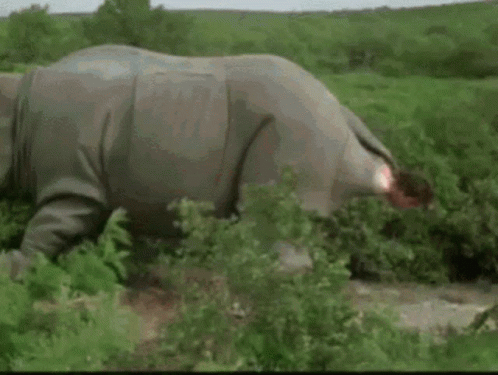 an elephant walks through a thick brush by itself