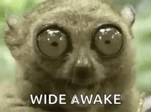 weird picture of an animal with wide eyes with the words wide awake