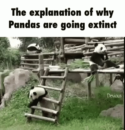 there is a panda bear climbing up an outdoor ladder